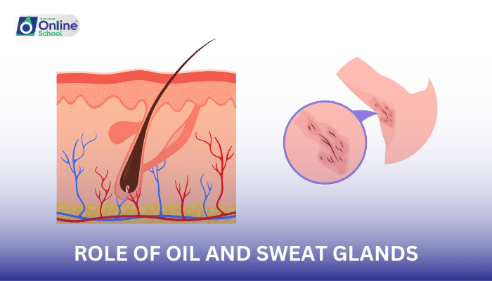 Lesson 02: Role of Oil and Sweat Glands